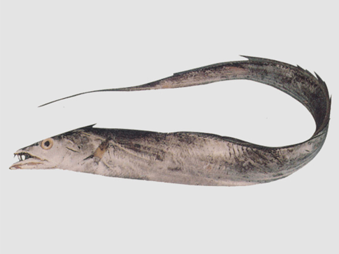 带鱼（鱼糜原料）