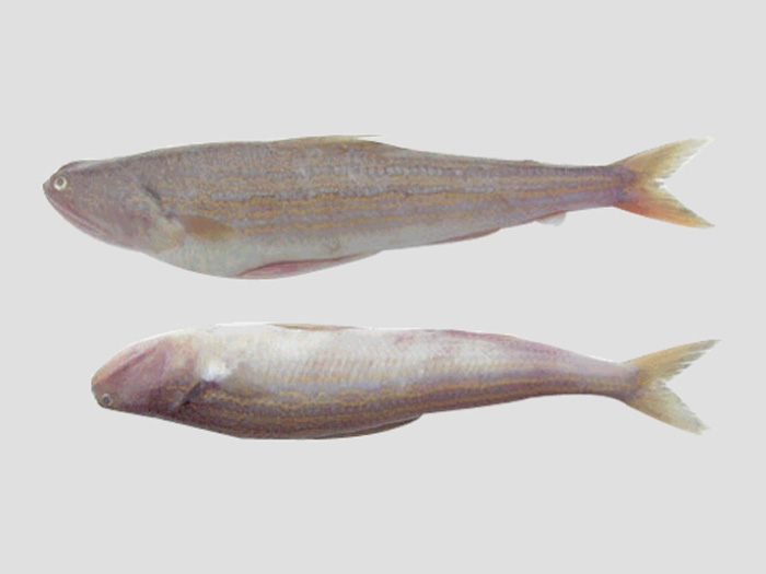 花斑蛇鲻（鱼糜原料）