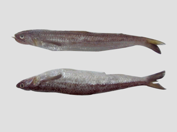 长蛇鲻（鱼糜原料）