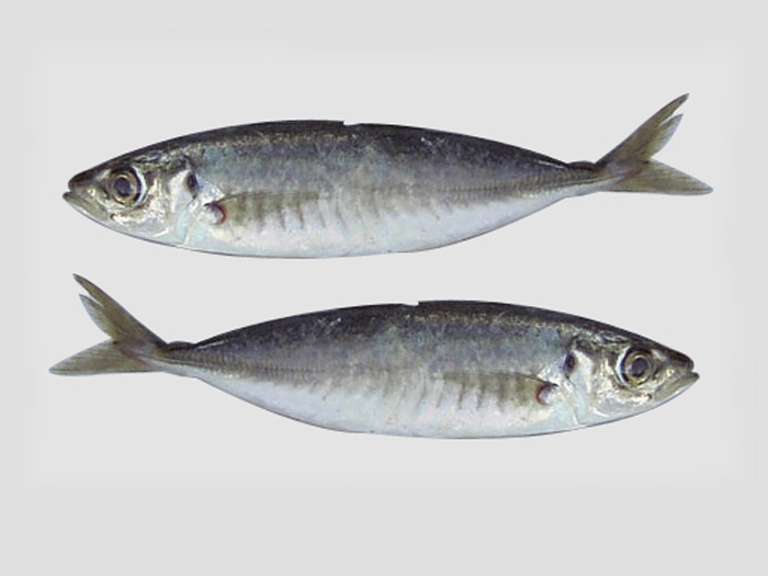 蓝圆鯵 、巴浪鱼アカアヅ