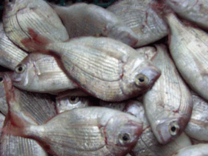 二长刺鲷、铜盘鱼（鱼糜原料）キダィ