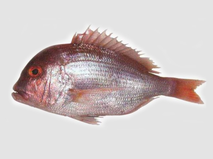 真鲷、红鲷、红加吉チダイ